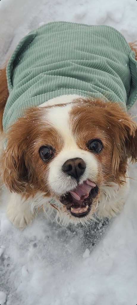 A happy ginger dog with her tongue curled in her mouth, standing in the snow.