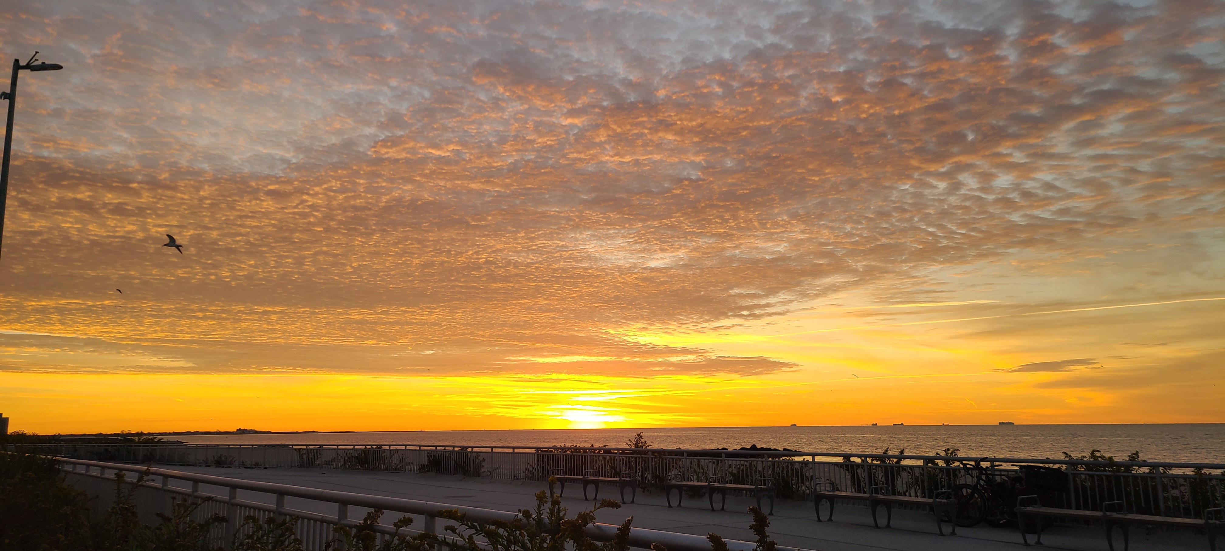 Beach at dawn with seagull
